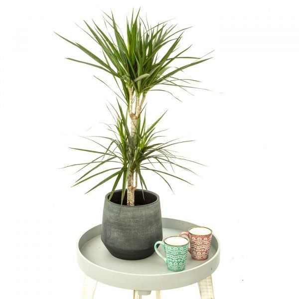 Dracaena Marginata - Imagen 3