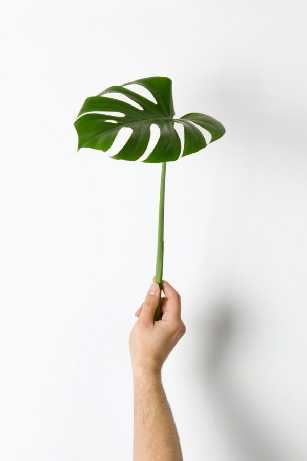 Monstera Deliciosa - Imagen 2