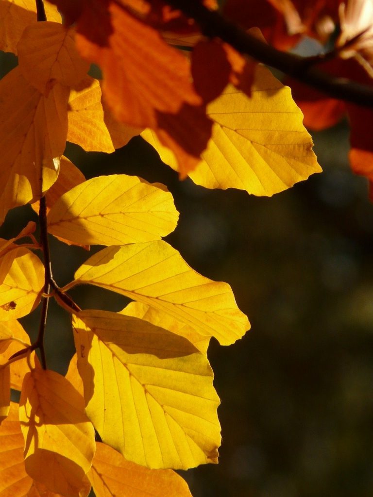 autumn, leaves, foliage-10771.jpg