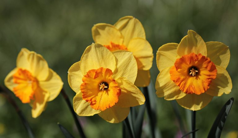 easter bells, daffodils, flower-3306680.jpg