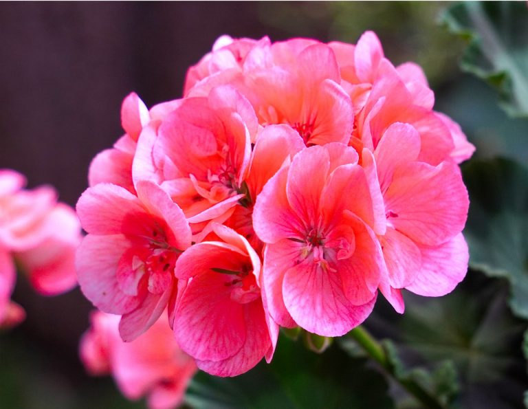 geranium, pink, blossom-4410725.jpg