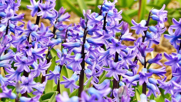 hyacinths, flowers, purple-272492.jpg