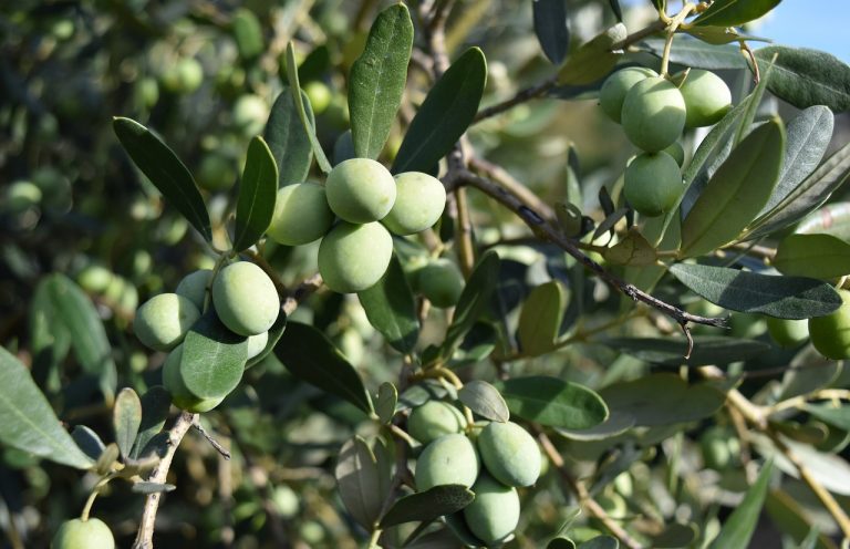 olives, olive trees, mediterranean-3728376.jpg