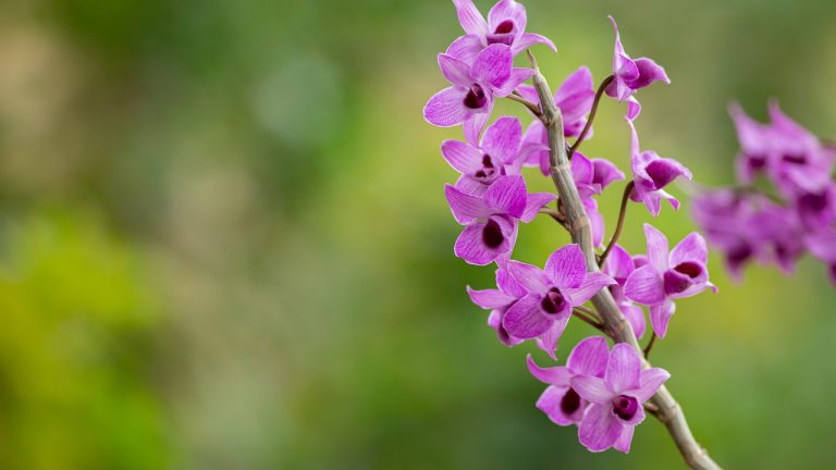 orchid, flower, garden-5077961.jpg