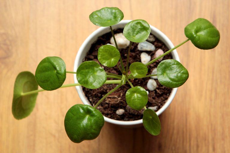 pilea, plant, green-3852265.jpg