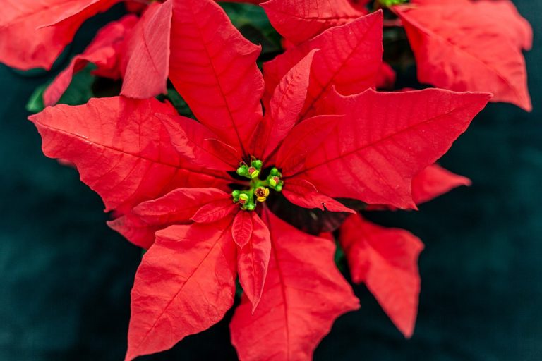 poinsettia, pink, christmas-5049464.jpg