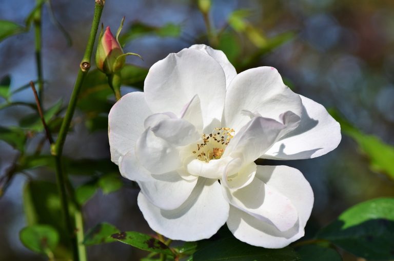 roses, rose bush, flower-3774864.jpg