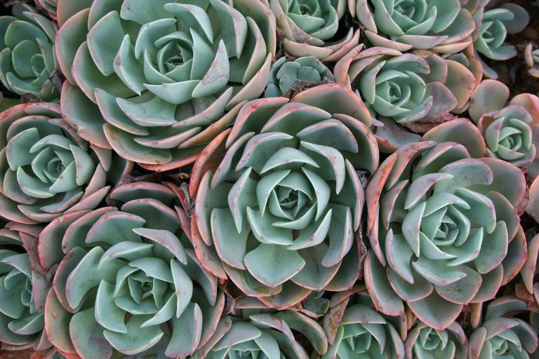 succulent, plant, green-2371993.jpg