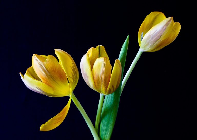 tulips, flowers, plant-320774.jpg