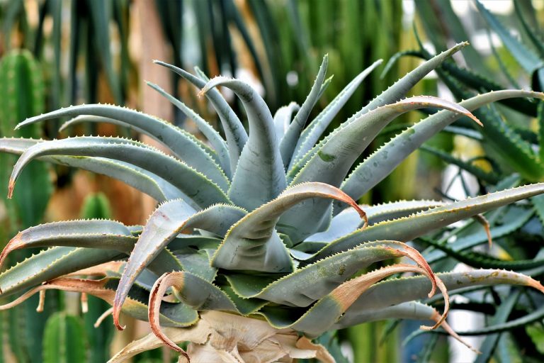 agave, cactus, succulent-4733290.jpg