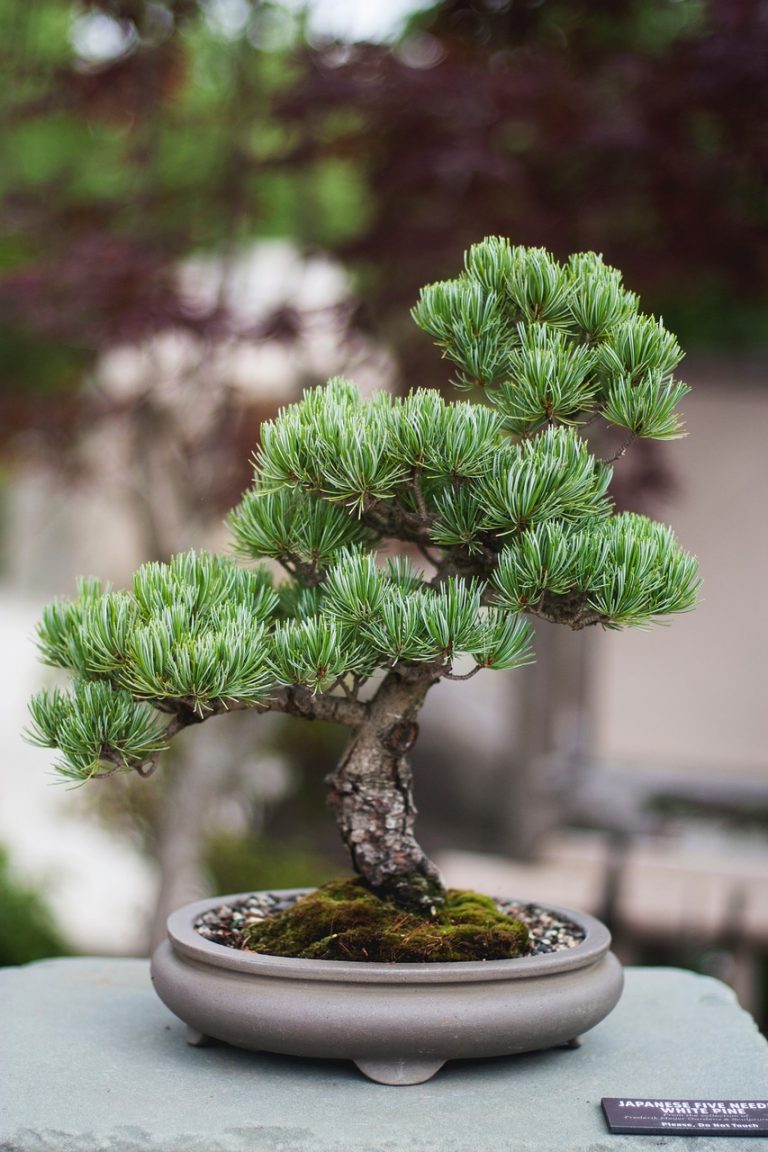 bonsai