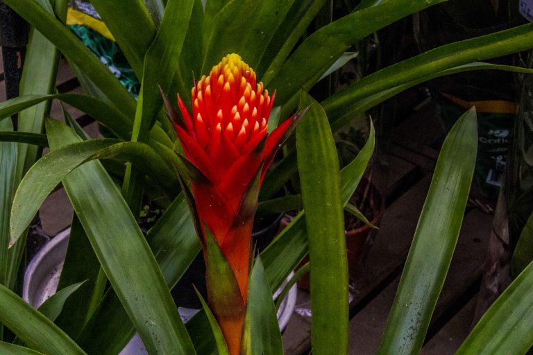 bromeliad, bromeliad red, plant-3334549.jpg