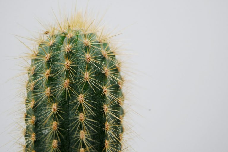 cactus, plant, thorns-2262495.jpg