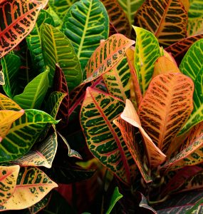 croton plant, vibrant, garden-2071620.jpg