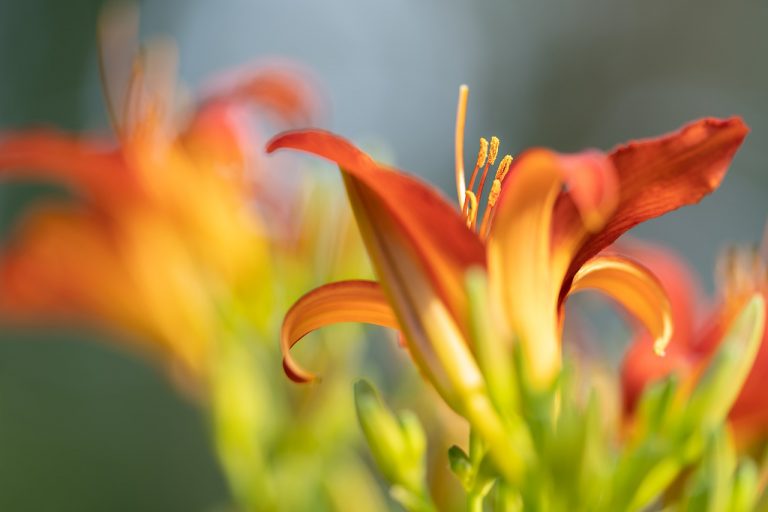 daylily, flower, lily-6480398.jpg