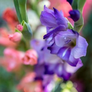 gladiolus, flowers, plant, flor