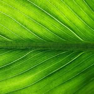 leaf, nature, green-2210973.jpg