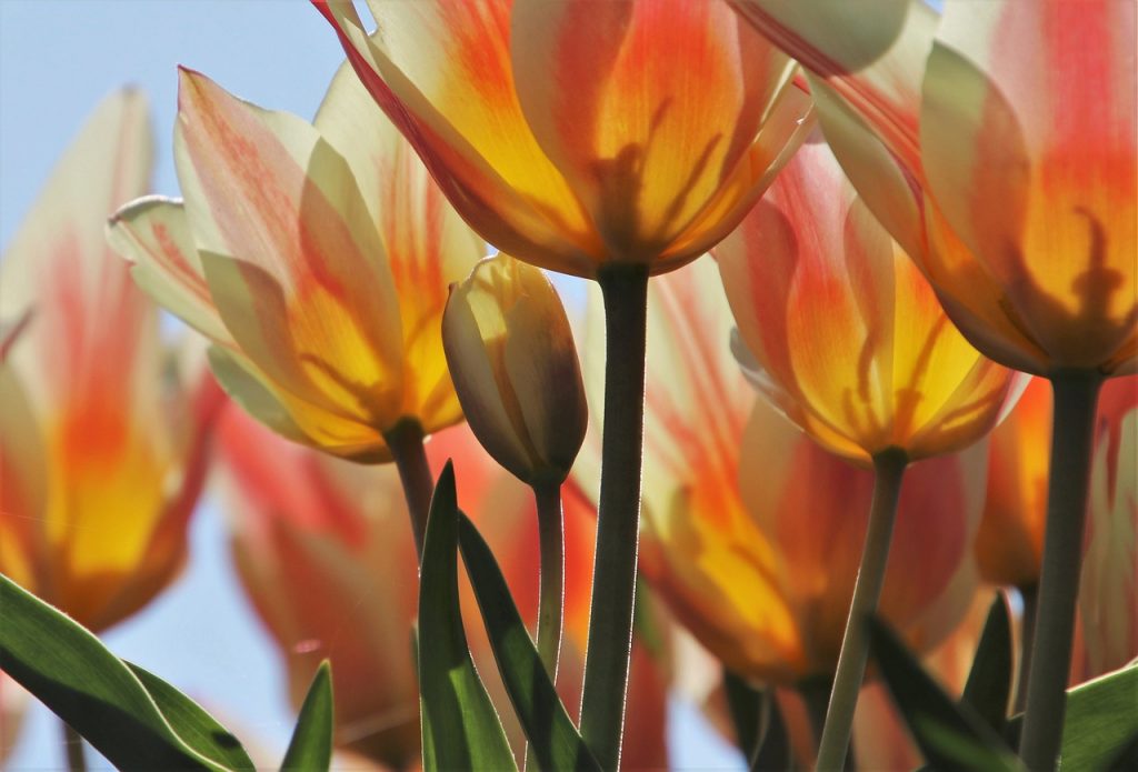 flores, tulipanes