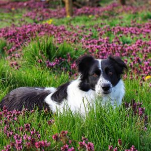 border-collie-Явор Тонев