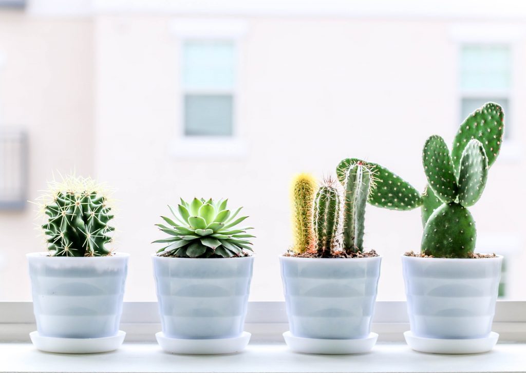 succulent, cactus, plant, planta pequeña