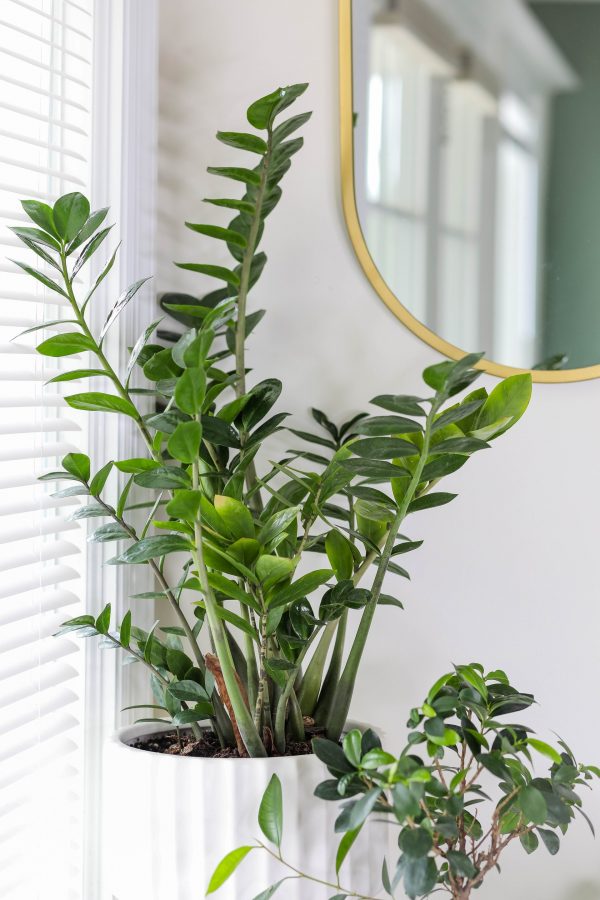 Zamioculcas Zamiifolia