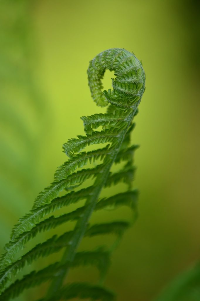 sheet, fern, may-5180198.jpg