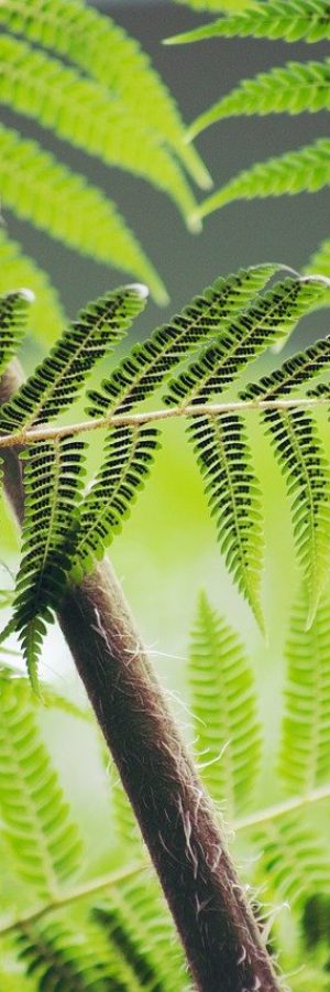 fern, leaves, foliage-828933.jpg