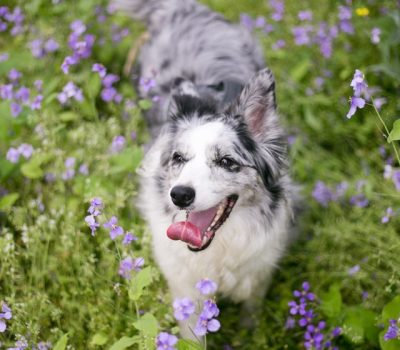 minnie-zhou-dog-flower-unsplash (1)